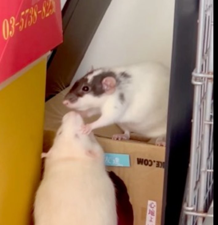 timtam1230's tweet image. たむにシバかれるちむ