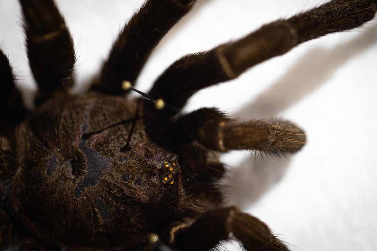 Uniandes's tweet image. 🕷️¡Aquí los que aman a los ponzoñosos y venenosos! 🙋🏻‍♂
De lo temido a lo fascinante: &apos;Venenosos y ponzoñosos&apos; es una exposición que invita a mirar con otros ojos 👀 a los organismos que solemos temer:  

- 🦂 Un escorpión que lanza veneno a 30 centímetros.
- 🐛 Una oruga cuyas…