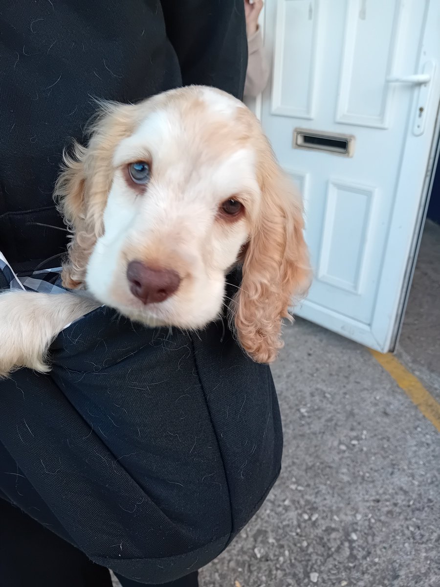 AWilsonmhealth's tweet image. Football @clubthornecoll
3 - 2 @sheffieldfc this evening
Good game. Great goal from Lewis Walker to win it, from distance
First class pie, peas & mash again and a lovely 9 week old @nonleaguedog
@HendoRelish delivered for the new 鈿斤笍 season
#football #NonLeague #Sheffield