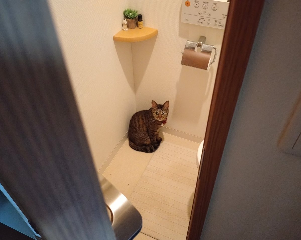 Js4zeKqmJxbnVBS's tweet image. トイレのドアにストッパーを付けようかどうか本気で悩んでいるのですが、賢者の皆さまはどう思われますか?
私は、いざと言うときもたついて、ニンゲンが漏らしてしまうことを危惧しています。