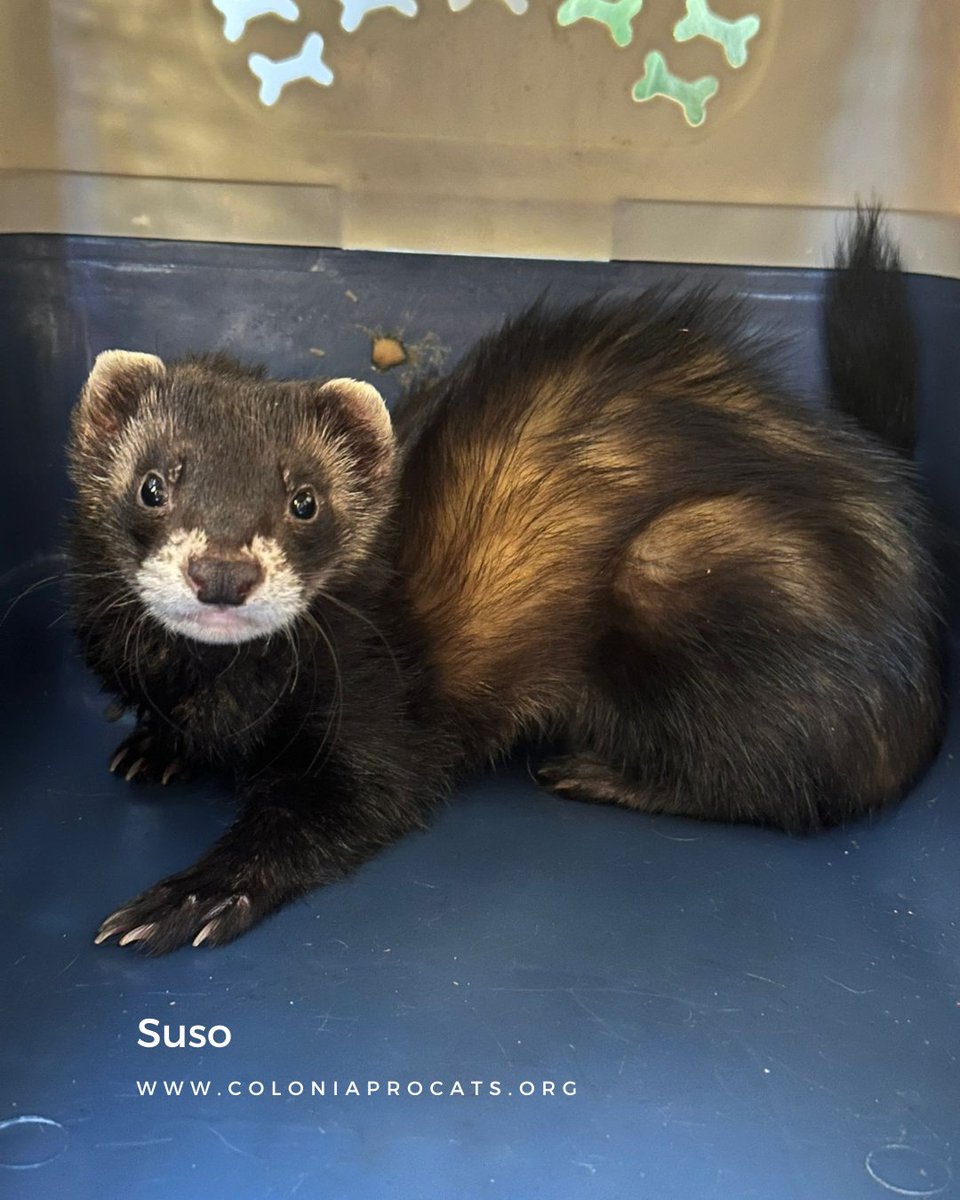 Colonia Procats tweet media