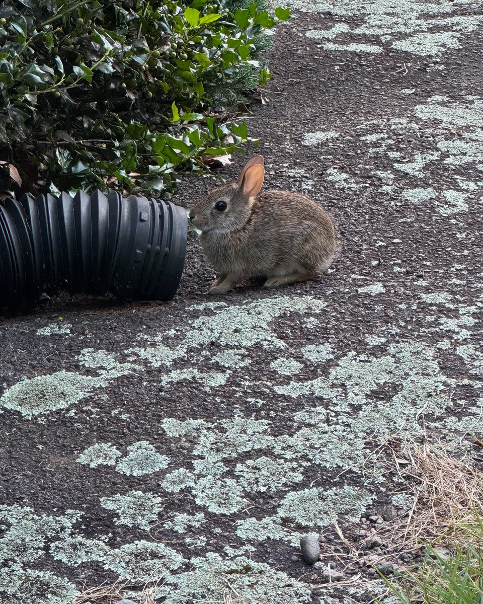 Rabbit kitten, not a unicorn. Drain pipe for scale.