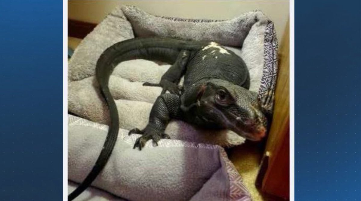 JCullityNews's tweet image. Following up on this missing #Lizard out of #Webster tonight. @danielcoates_25 spoke to the Police Chief and a Lizard expert coming up tonight at 10/11 on @boston25