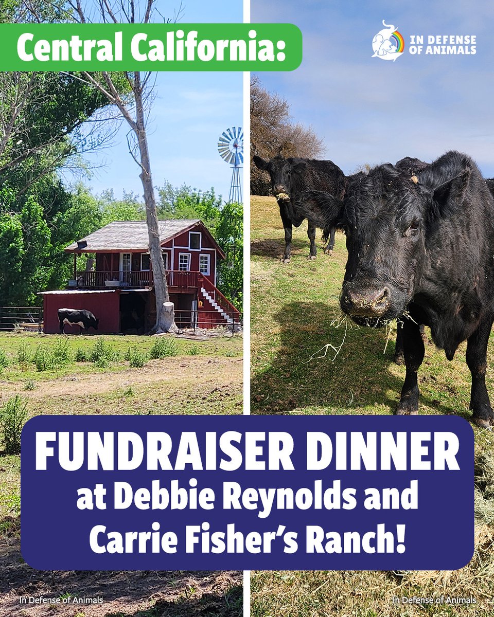 IDAUSA's tweet image. Join us for a magical night at #FreedomFarms in Creston, California! Enjoy a vegan feast, live music, & meet the animals who inspire our mission. Aug 2 | Tix & details: bit.ly/44DlhHr
Pls RT and support our work: bit.ly/44DlgmR
#FreedomFarmsFeast