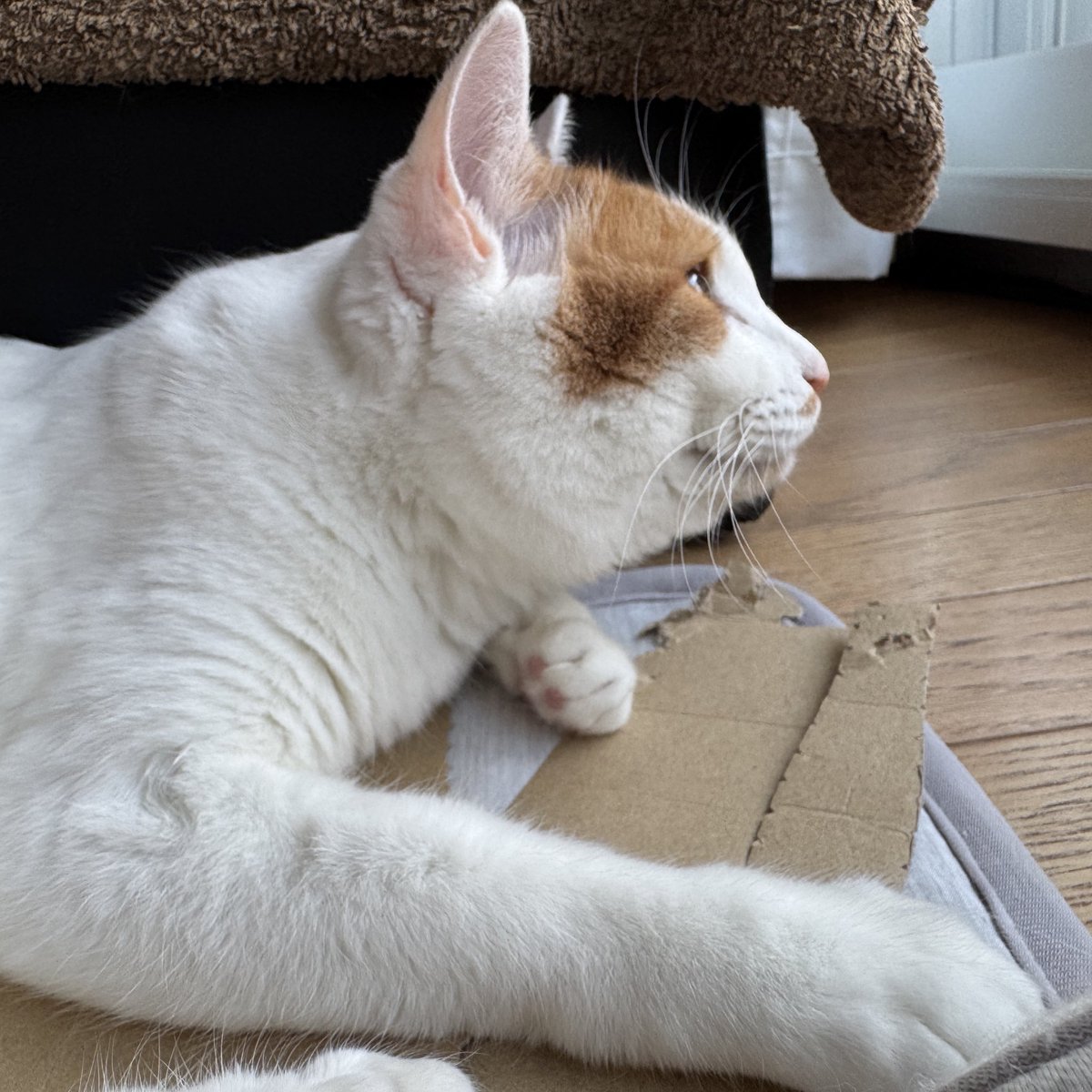 ねこ@おまとめ歓迎  にこちゃんの日常 on X: 