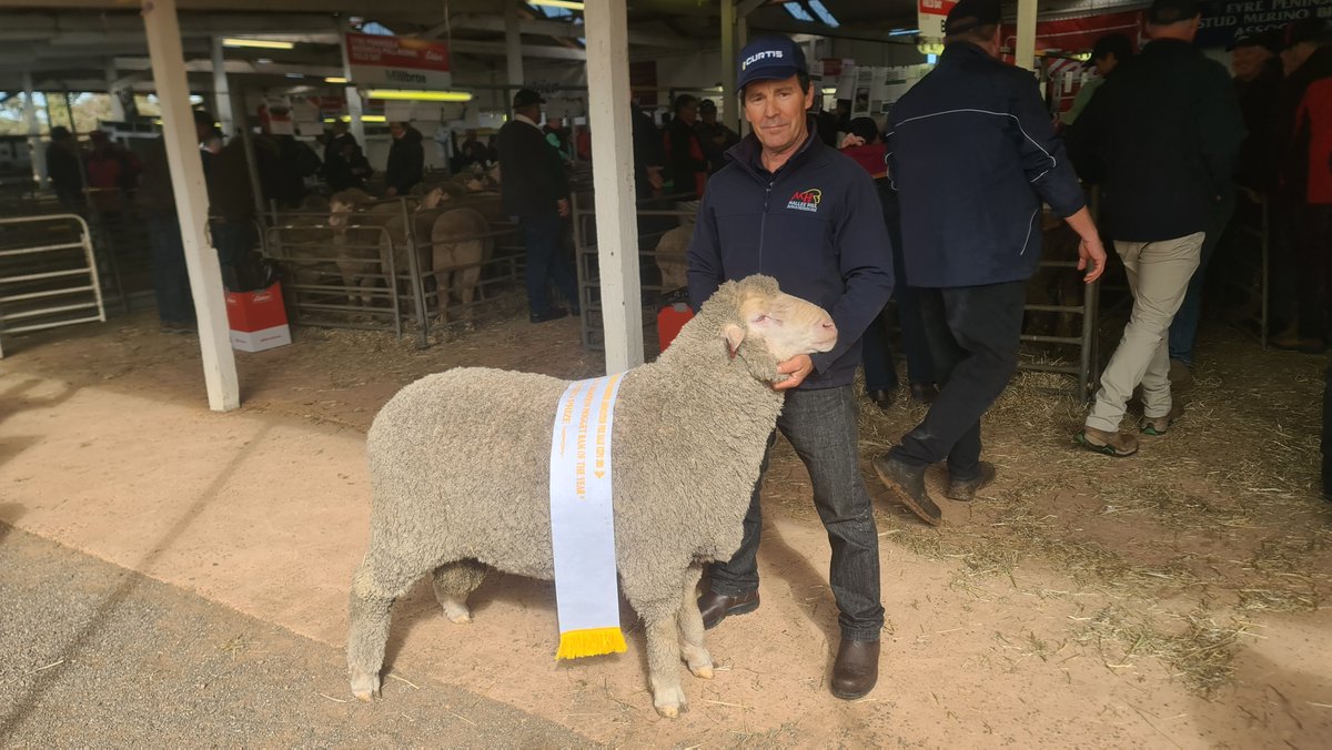 Quality Wool (@qualitywool) on Twitter photo Mallee Hill Stud at Ceduna will offer 70 Poll Merino rams at its 20th annual on‑property ram sale on Friday, August 8, including a charity lot benefitting the <a href="/RoyalFlyingDoc/">Royal Flying Doctor Service</a> 👉: bit.ly/4nVd8FL Mallee Hill Stud at Ceduna will offer 70 Poll Merino rams at its 20th annual on‑property ram sale on Friday, August 8, including a charity lot benefitting the <a href="/RoyalFlyingDoc/">Royal Flying Doctor Service</a> 👉: bit.ly/4nVd8FL