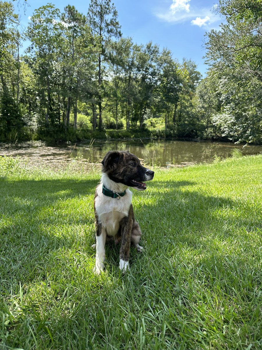 vancemurphy's tweet image. Adding to the story from a couple weeks ago about me getting the tick trying to capture that dog and then the ensuing puppy rescue…
I just reclaimed him from the shelter as my latest foster. 🙂
He’s so beautiful.