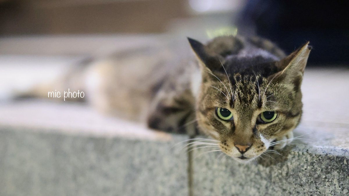 mic19951010's tweet image. 今日のにゃんこ達🐈 2025/7/23
#photography
#ファインダー越しの私の世界 
#キリトリセカイ