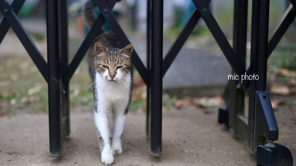 mic19951010's tweet image. 今日のにゃんこ達🐈 2025/7/23
#photography
#ファインダー越しの私の世界 
#キリトリセカイ