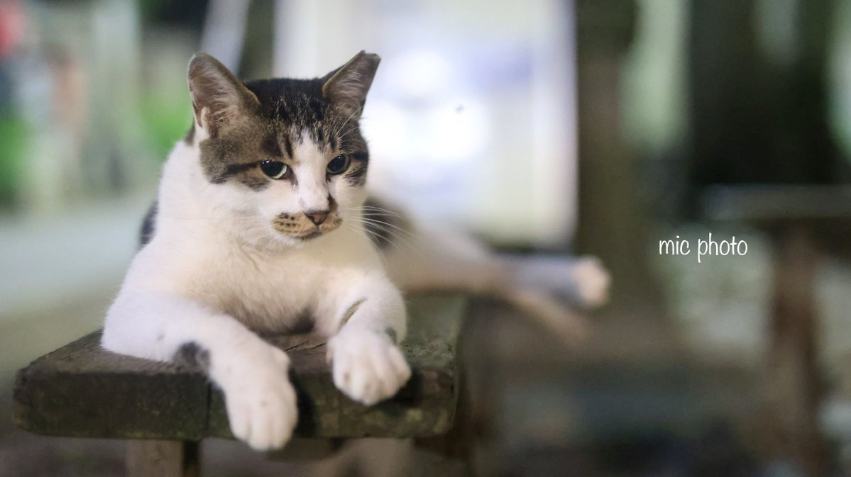 mic19951010's tweet image. 今日のにゃんこ達🐈 2025/7/23
#photography
#ファインダー越しの私の世界 
#キリトリセカイ