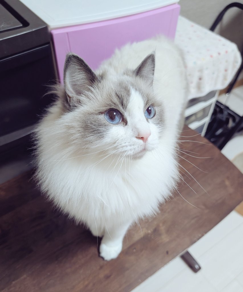 ใใฃใใ๐ผใฉใฐใใผใซ (@ragdoll_love2) on Twitter photo ใใฏใใใใใใพใโช ใใฏใใใใใใพใโช
