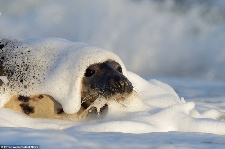 why are they in a bubble bath, who’s bathing my seals