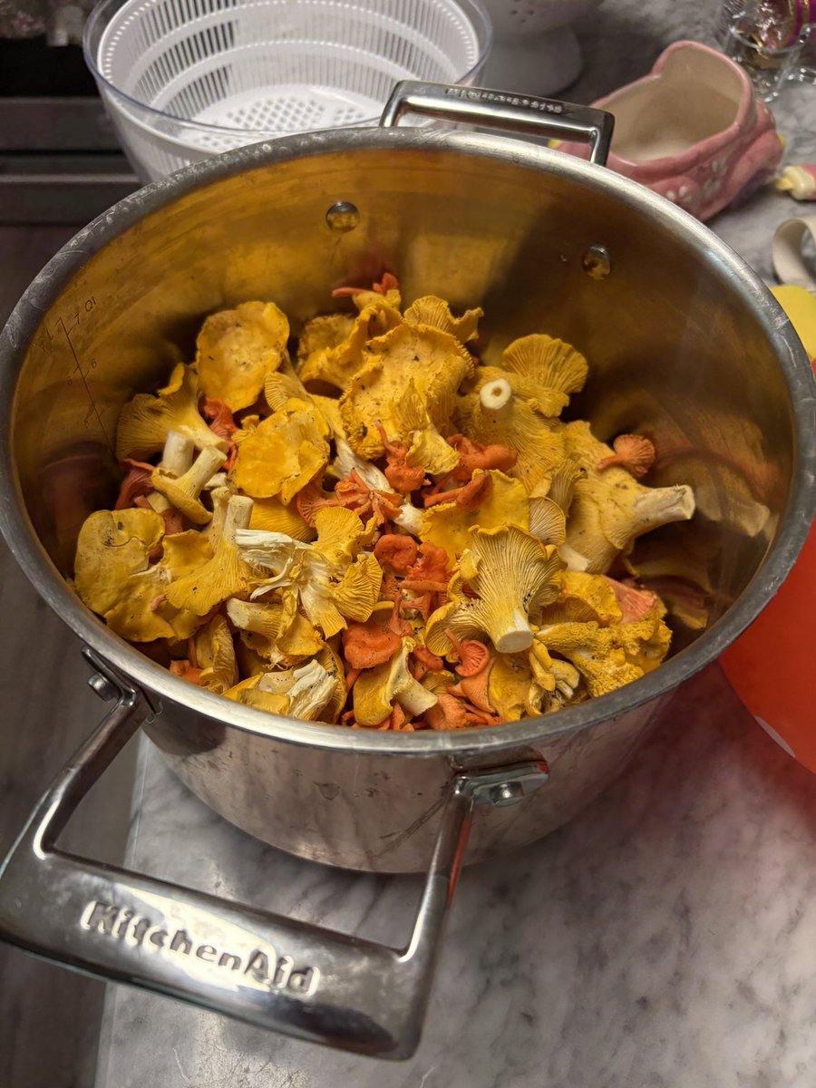 FinnishGear's tweet image. Fun fact for the Scandis.
Chantarelles grow in Virginia ( there are also red chants) and no one pics them.
Some guy had all of these growing in his yard and just let us take them.
For the Americans, in Finland there are 3 things you reveal on your death bed.
1. Location of the…