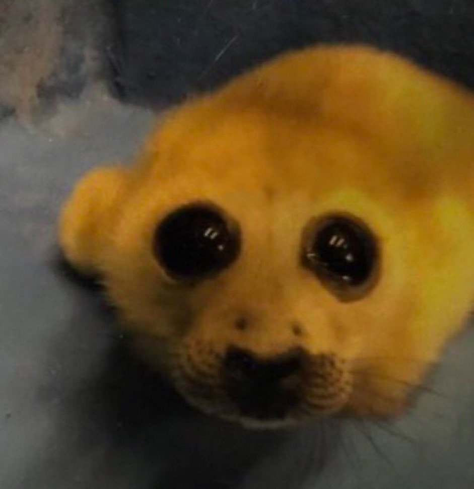 jarksob_'s tweet image. this is my little piss seal .. he's a seal and he's been altered with science to be made of PISS !!