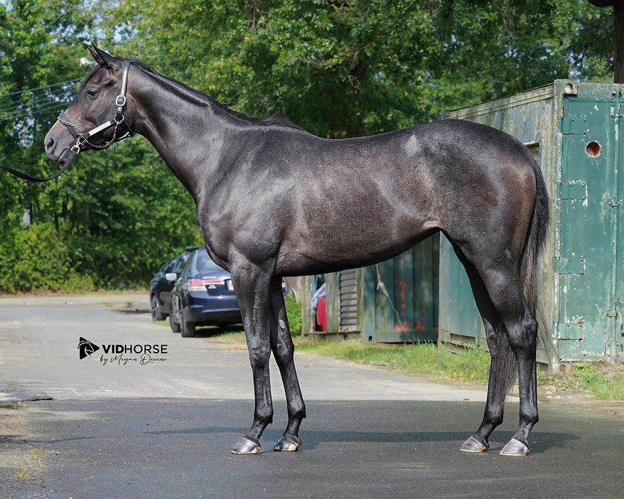 FasigTiptonCo's tweet image. 🌐 The July Digital Sale closed Tuesday afternoon with 137 horses sold for $4,808,500. The sale averaged $35,098 with a clearance rate of 81%. Recent maiden winner Spectacular Grey sold for $625,000 to top the sale. The sale topper was consigned by @taylormadesales, agent.…