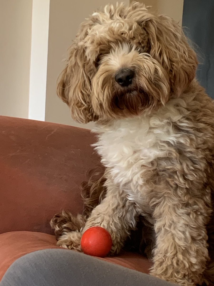 ZenryokuFGC's tweet photo. My dogs the goat. His name is Hugo https://t.co/oftSuaAML4
