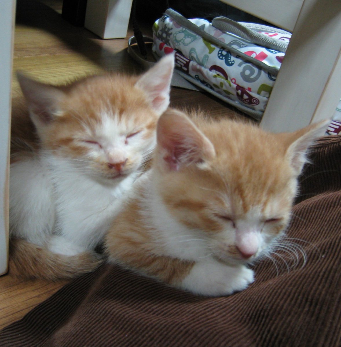 🧶로이폴리맘🐱🐈🐱🐈 (@roy_poly) on Twitter photo 