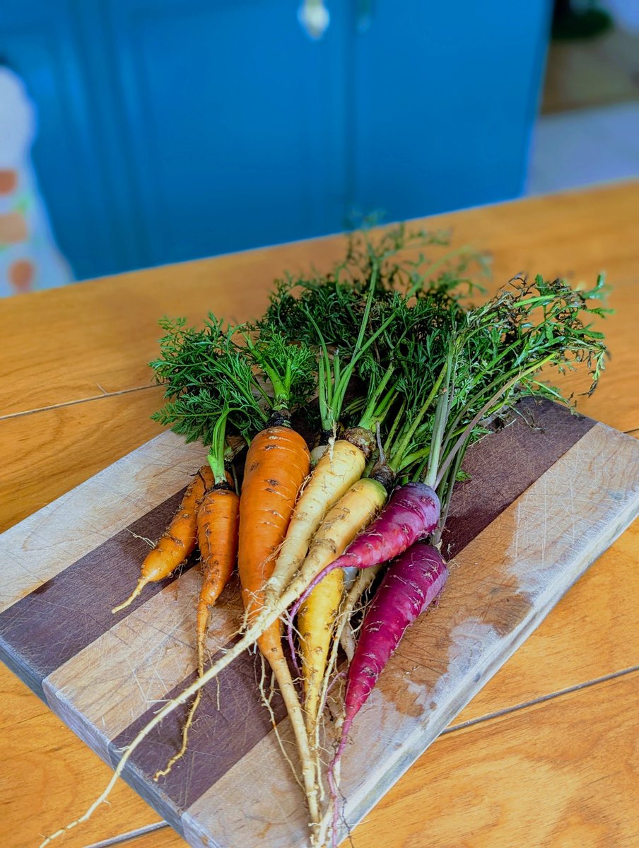Last carrot harvest of the season! I'm surprised they weren't burnt to a crisp. 🥕