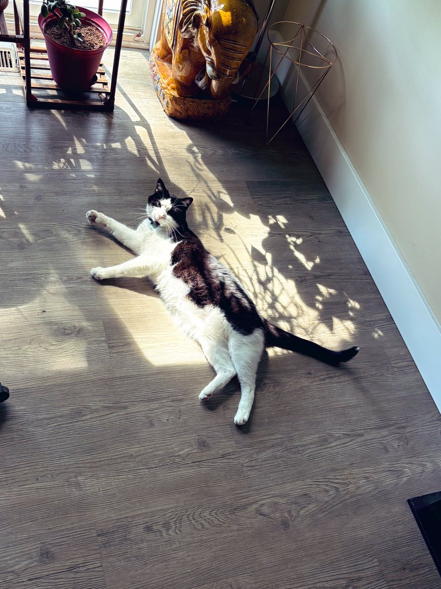 Travis regrets to inform you that the slow feeders we got for him and Kelce have, in fact, reduced puking by like 95%.