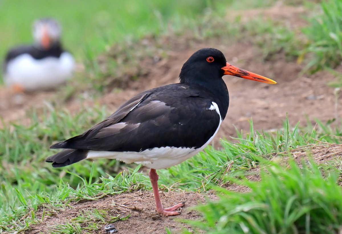 CarlBovisNature's tweet image. A black and white bird with a splash of orange on Skomer Island that ISN'T a Puffin.... meet Ollie the Oystercatcher! ๐๐
(Puffin in the background!) ๐ฆ
