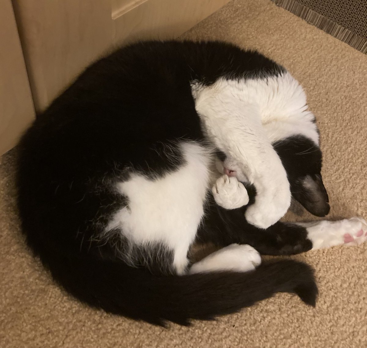 davidsupercat's tweet image. Goodnight everyone! 😸 #teammoomoo
buymeacoffee.com/davidsupero