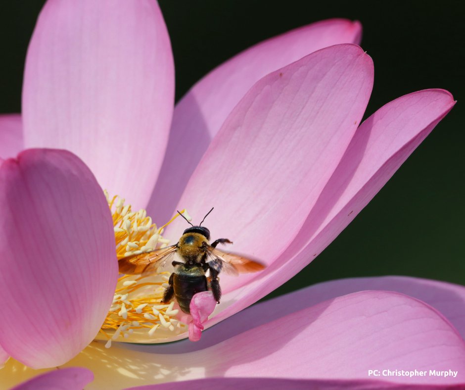 IMPORTANT UPDATE: The Kenilworth Aquatic Gardens will reopen on Wednesday 7/23. Please note, the main parking lot is still closed, so visitors will enter through the side meadow gate entrance. The park remains accessible via the Anacostia Riverwalk Trail.🪷