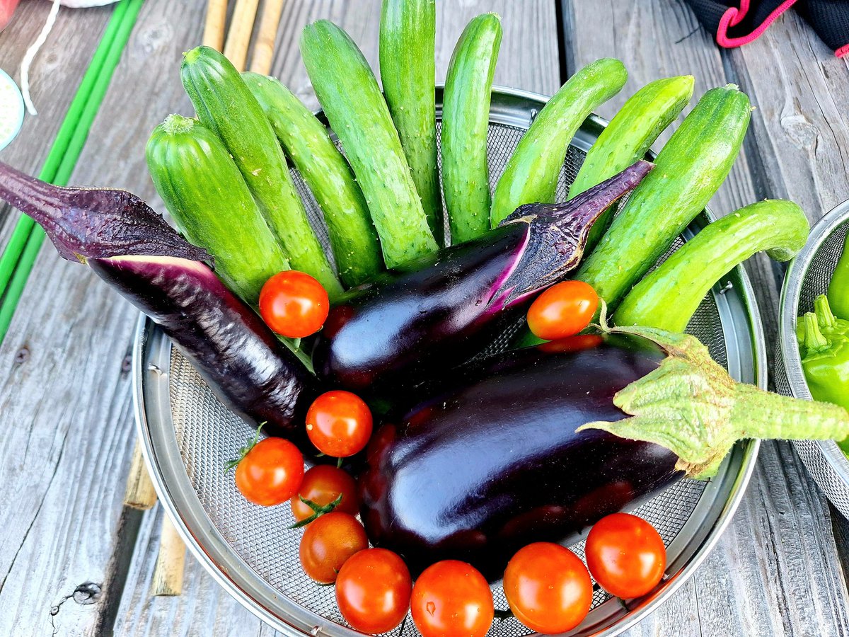 ただいまおはようおかひじき☘️
夜勤疲れた〜💦からの収穫🫑🍅🍆
今朝は こどもピーマンとピーマンが沢山採れました✨米ナスさんも大きい🍆キュウリは10本🥒
200本到達しました!
(◉ᗜ◉ 👏 ﾊﾟﾁﾊﾟﾁﾊﾟﾁ

現在キュウリ 203本目🥒