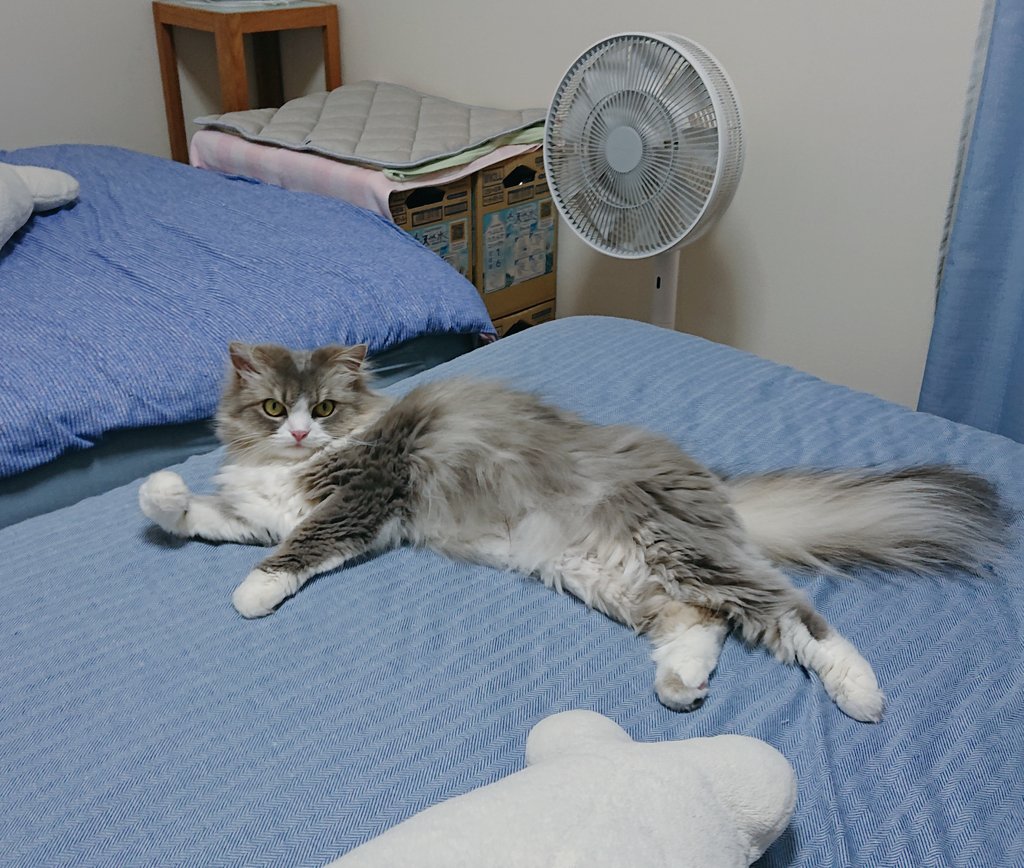 kaokono9010's tweet image. 💢💢💢
#猫のいる暮らし
#猫のいる幸せ
#あおいのTL見えますように
#けんか腰❓
#痛くない猫パンチ
そのグーは? かぁしゃん何かした❔