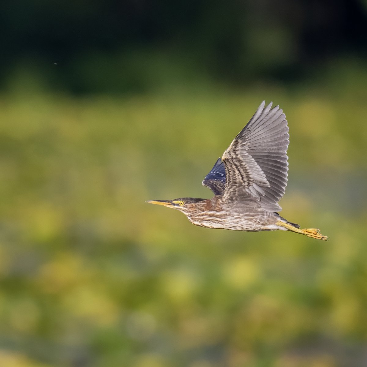 JocAPhotography's tweet image. A young Green Heron flying across the pond. These young ones have streaky brown-and-white cheeks and a more streaked neck than the adults.