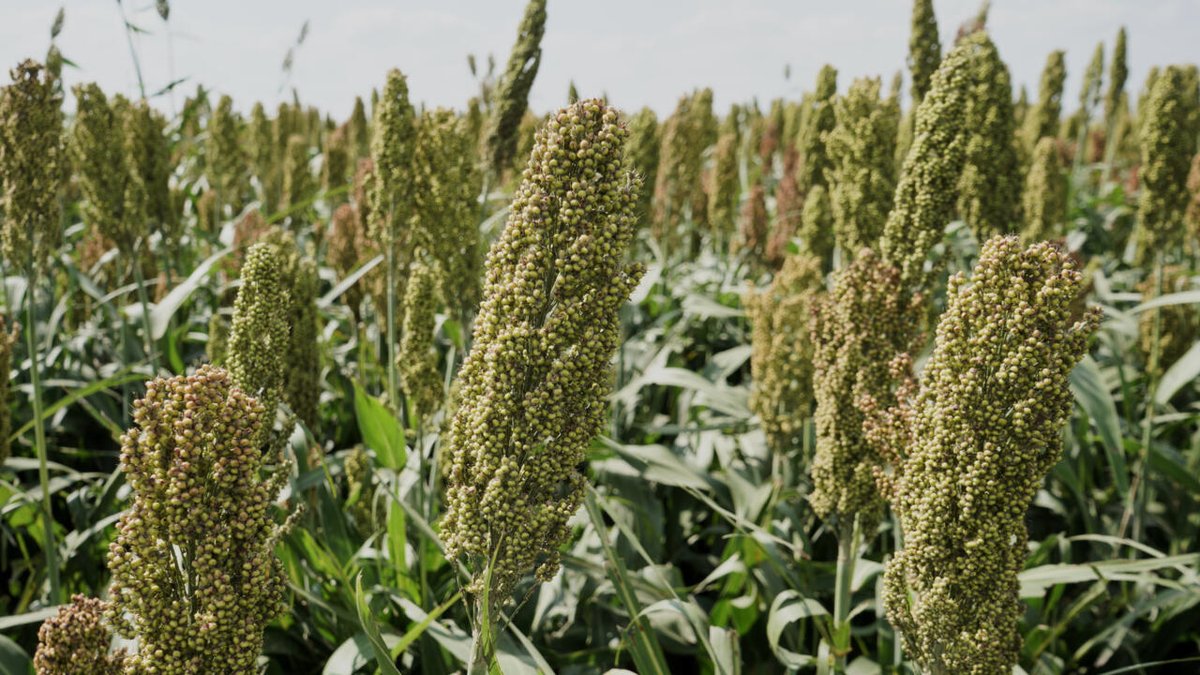 RFI_eco's tweet image. France: boom de la production du sorgho, une céréale adaptée au changement climatique rfi.my/Brfl.x