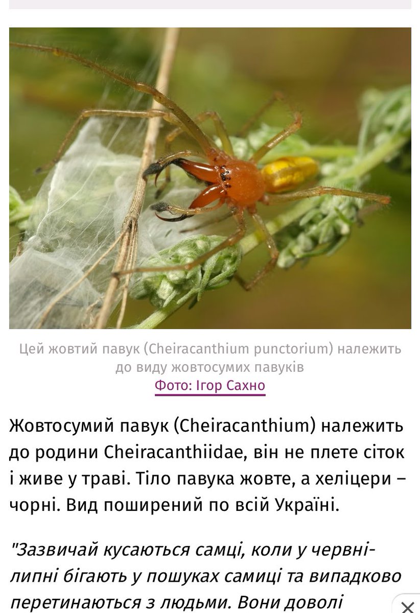 Patriarch___'s tweet image. Єбать! Ти просто засинаєш а тебе кусає такий стрьомний підарас