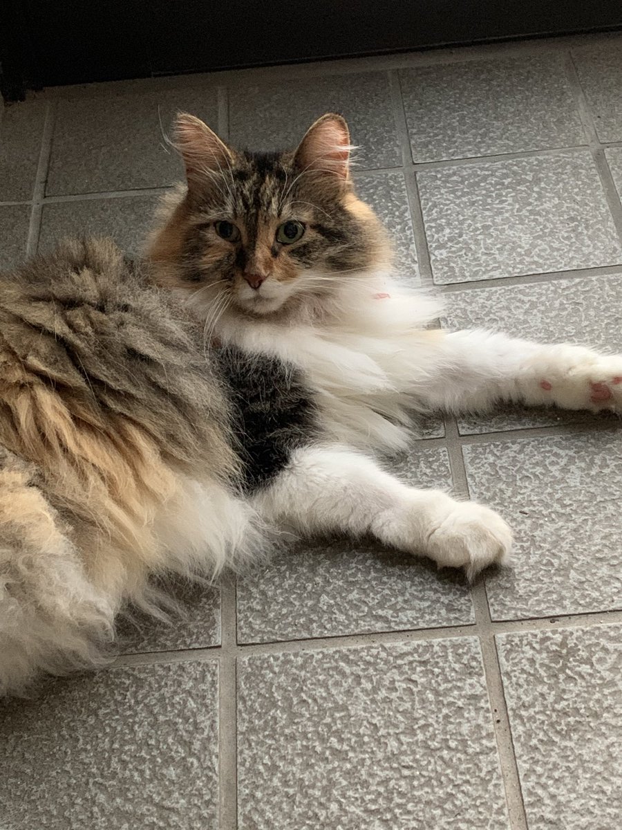 ZUm4bjmav7fjdCF's tweet image. 🐱おはようニャン🐱
朝から暑いニャ〜🙀💦
今日もよろしくお願いします🥰💕
#ノルウェージャン
#猫好きさんと繋がりたい