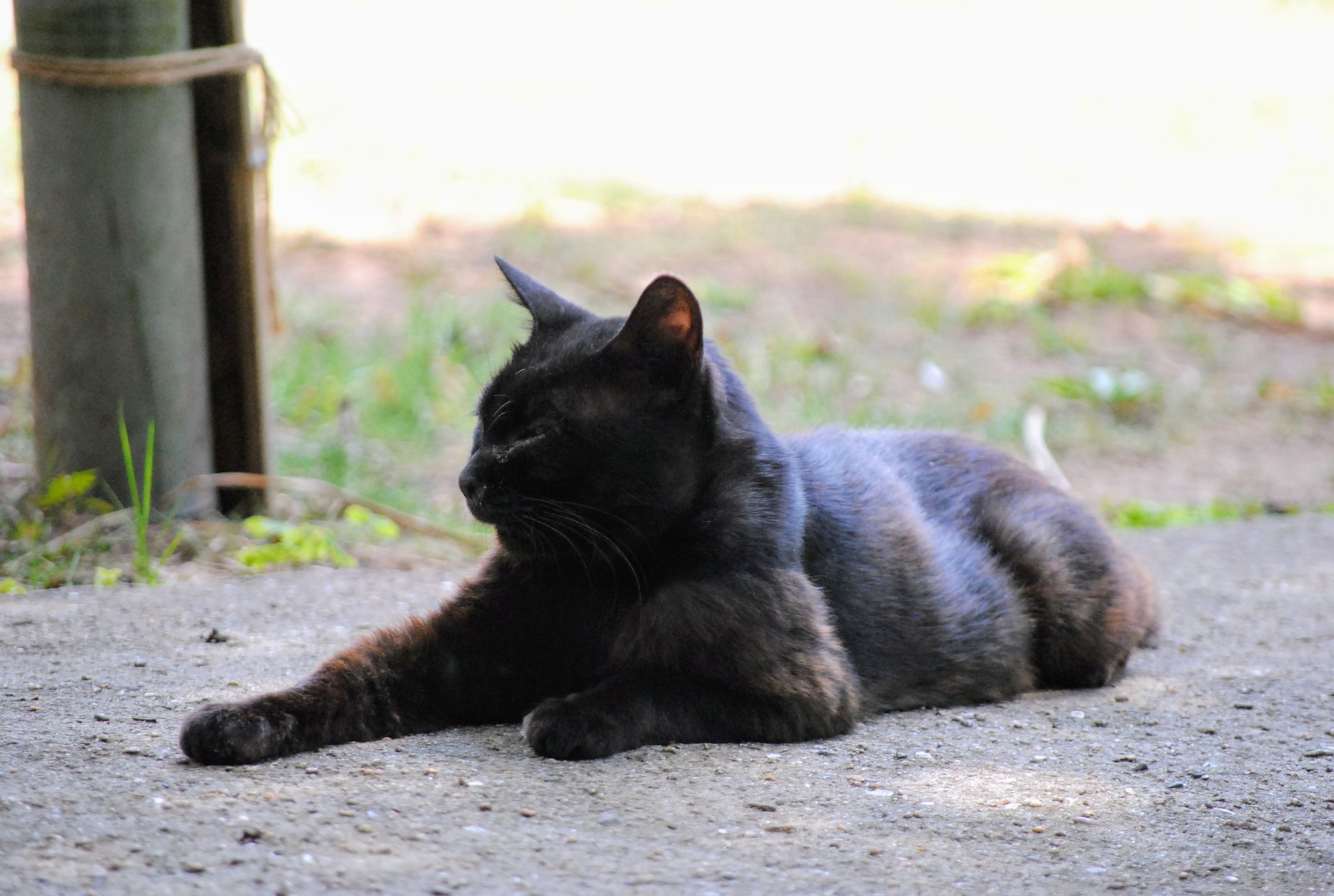 黒猫 announcement-thumbnail-p155210