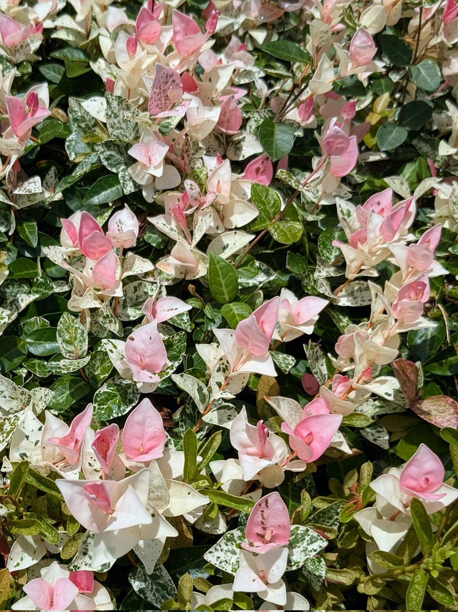asawako319's tweet image. 初雪葛♪