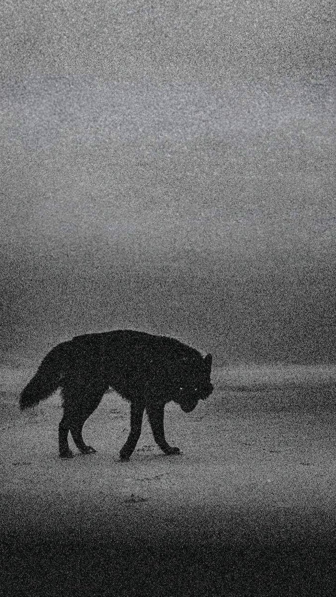 REX (@rexchillect) on Twitter photo 