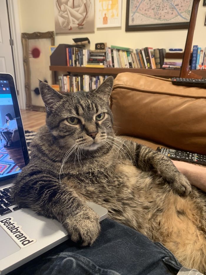 MilenaZ238972's tweet image. Cat be like: 'Listen, Sharon, I'm really tired of you hanging around my house.'