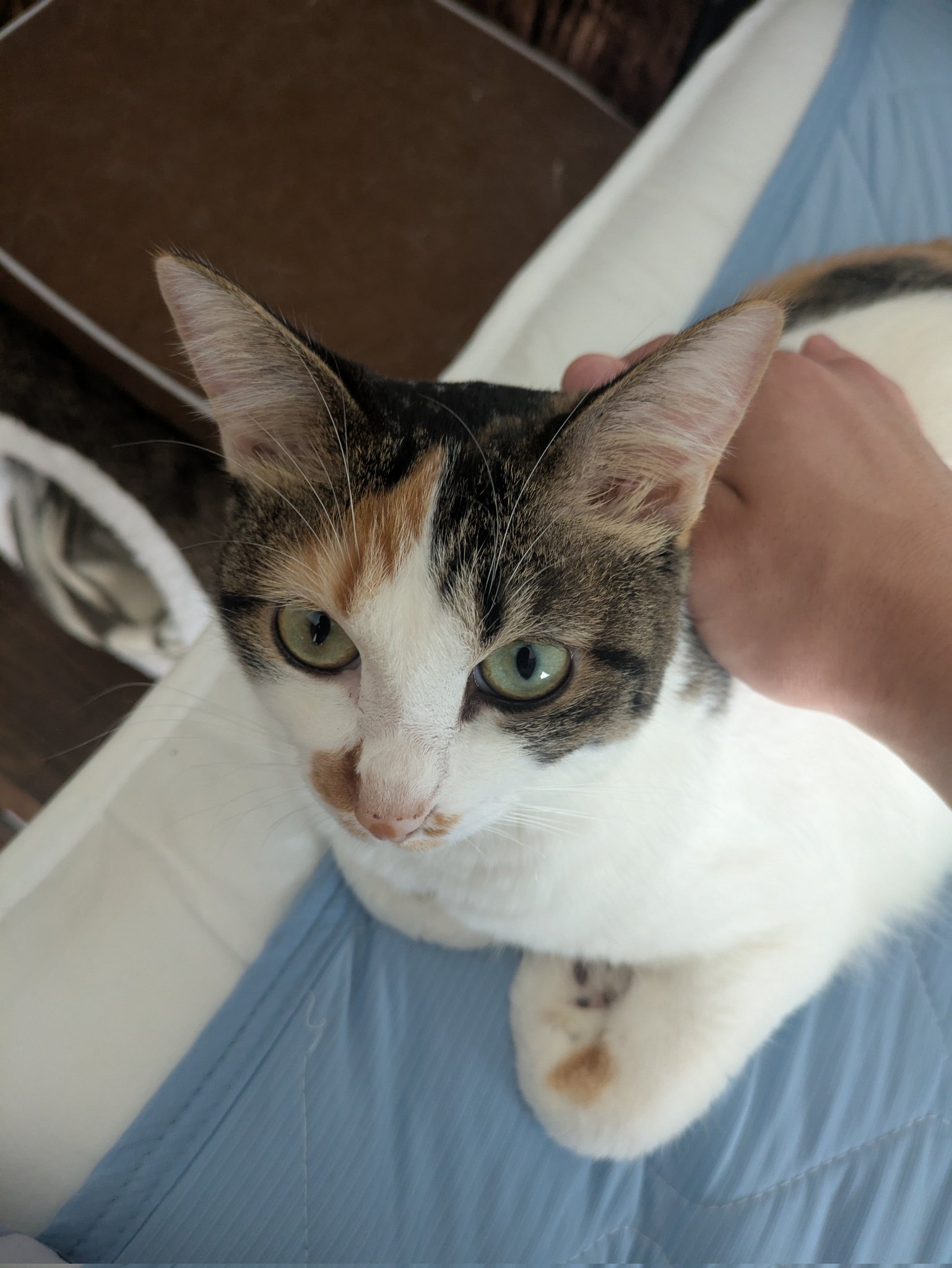 三毛猫様♡ありがとうございます♡ 三美お嬢様はお猫様 on X: 