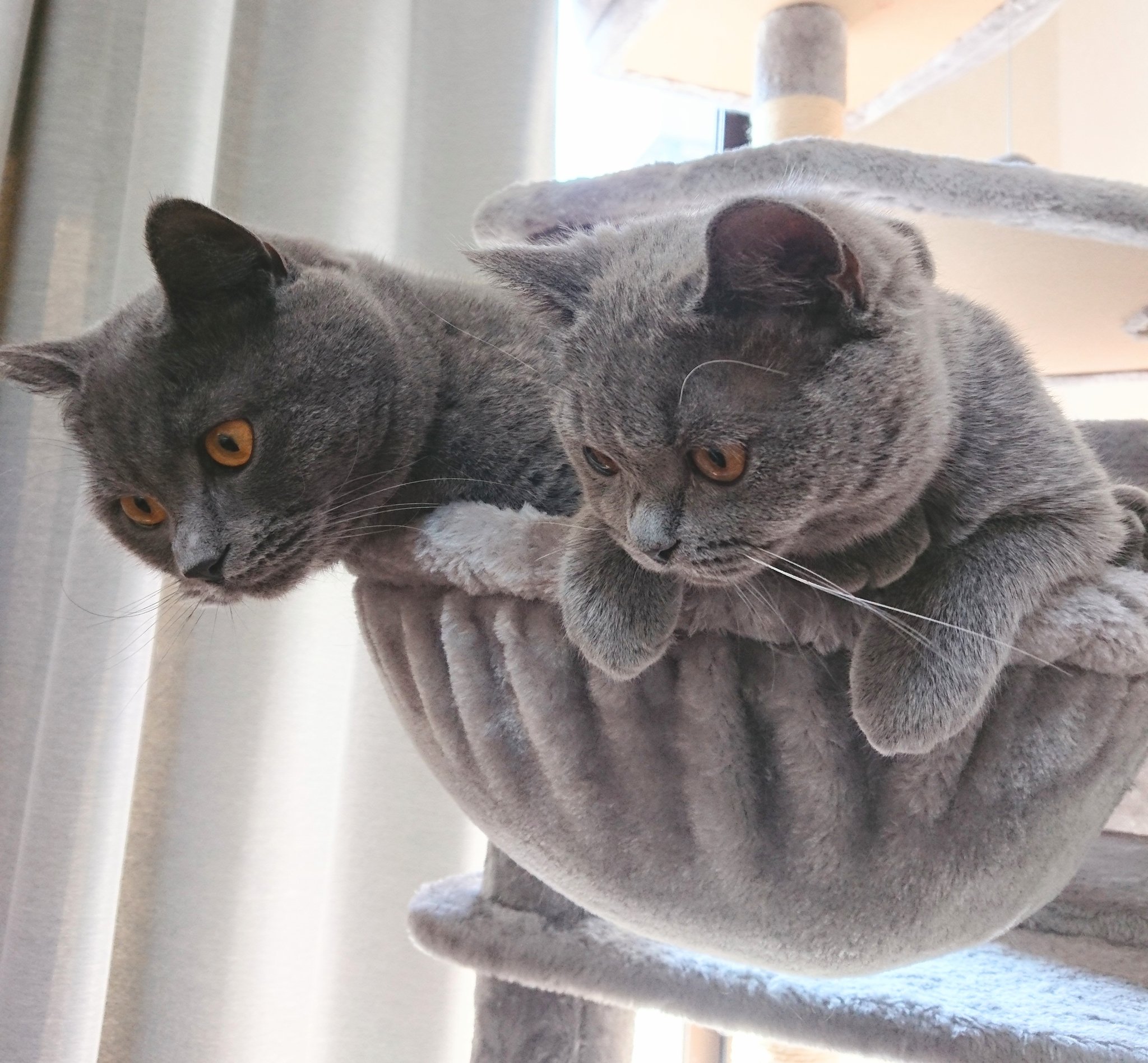 ねこ Amazon.co.jp: solaay 【サイズ：穴8mm×幅40cm×長さ8m】猫