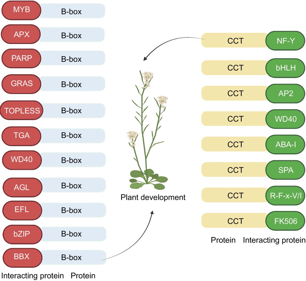 MaximumAcademic's tweet image. #TropicalPlants
BBX transcription factors, key in photomorphogenesis, regulate plant flowering via alternative splicing & FLOWERING LOCUS T activation!
@PlantSciRes @NewPhyt #BBXGenes #PhotoperiodRegulation
Details: maxapress.com/article/doi/10…
