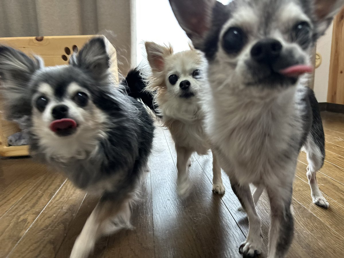 yuzu_chihuahua's tweet image. オヤツに突っ込んでくるチワワ