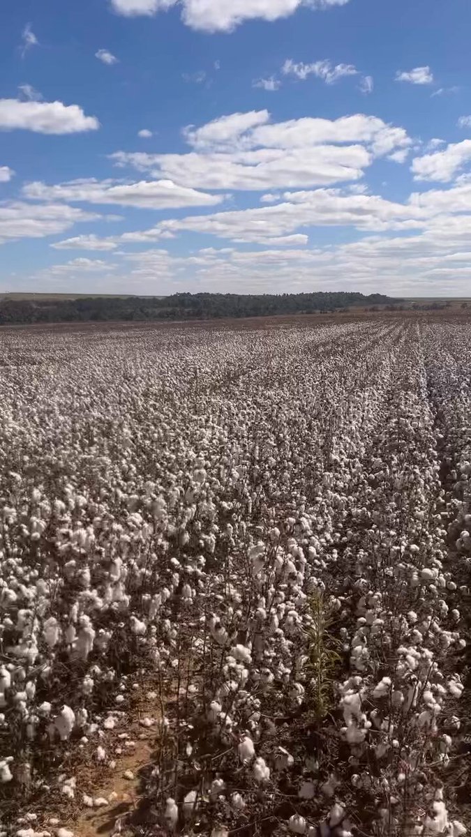 matopiba_agro's tweet image. É assim que funciona o cultivo do algodão!
Essa é uma das culturas agrícolas mais importantes do Brasil. Em 2024 nos tornamos os maiores exportadores do mundo, graças ao trabalho de divulgação realizado pelas associações brasileiras.
O trabalho de abertura de mercado para uma…