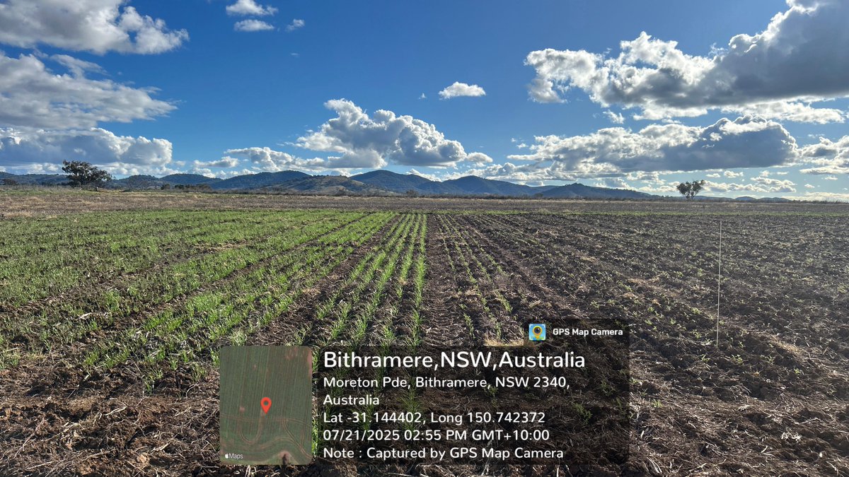Prof (Weed Science) Bhagirath Chauhan (@bschauhan76) on Twitter photo Wireweed (WW) trials (Tamworth): Too dry for WW emergence; site is heavily infested (see WW residue from last yr) but no emergence yet. This is beauty of no-till as weed seeds remain on or near surface & dry top soil won't allow weed emergence. Thanks <a href="/GRDCNorth/">GRDC North</a> <a href="/theGRDC/">GRDC</a> <a href="/QAAFI/">QLD Alliance for Agriculture & Food Innovation</a> Wireweed (WW) trials (Tamworth): Too dry for WW emergence; site is heavily infested (see WW residue from last yr) but no emergence yet. This is beauty of no-till as weed seeds remain on or near surface & dry top soil won't allow weed emergence. Thanks <a href="/GRDCNorth/">GRDC North</a> <a href="/theGRDC/">GRDC</a> <a href="/QAAFI/">QLD Alliance for Agriculture & Food Innovation</a>
