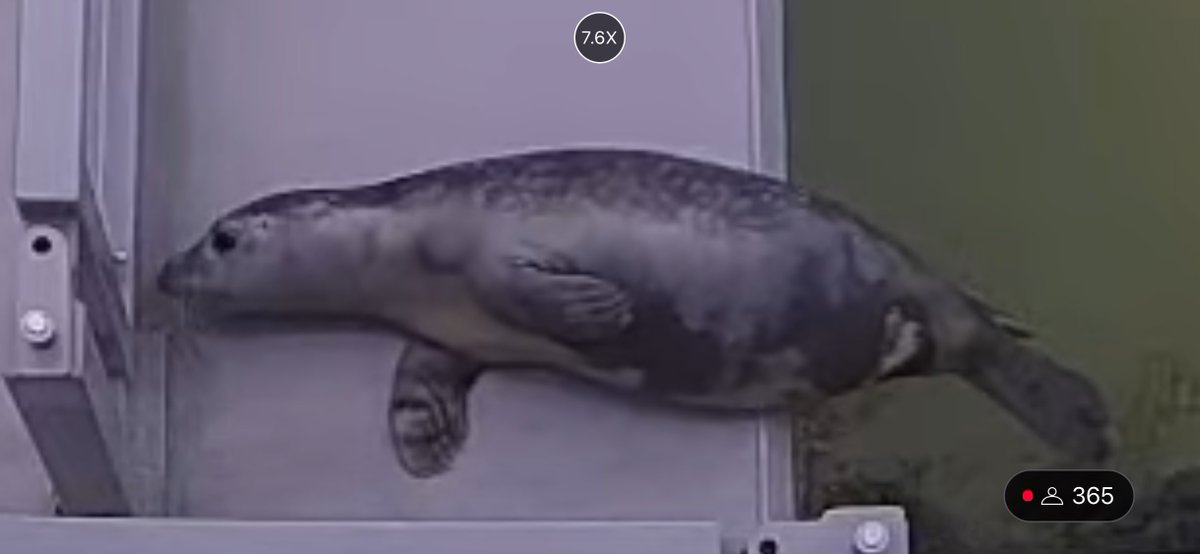 yamachicocha's tweet image. Lasseちゃんの特徴的なお腹
#アザラシ幼稚園 #zeehondencentrum #WEC_Waddenzee
#アザラシリハビリ研究センター