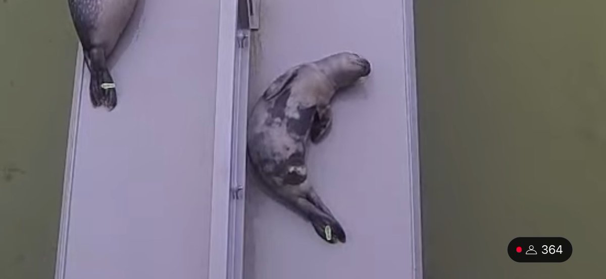 yamachicocha's tweet image. Lasseちゃんの特徴的なお腹
#アザラシ幼稚園 #zeehondencentrum #WEC_Waddenzee
#アザラシリハビリ研究センター