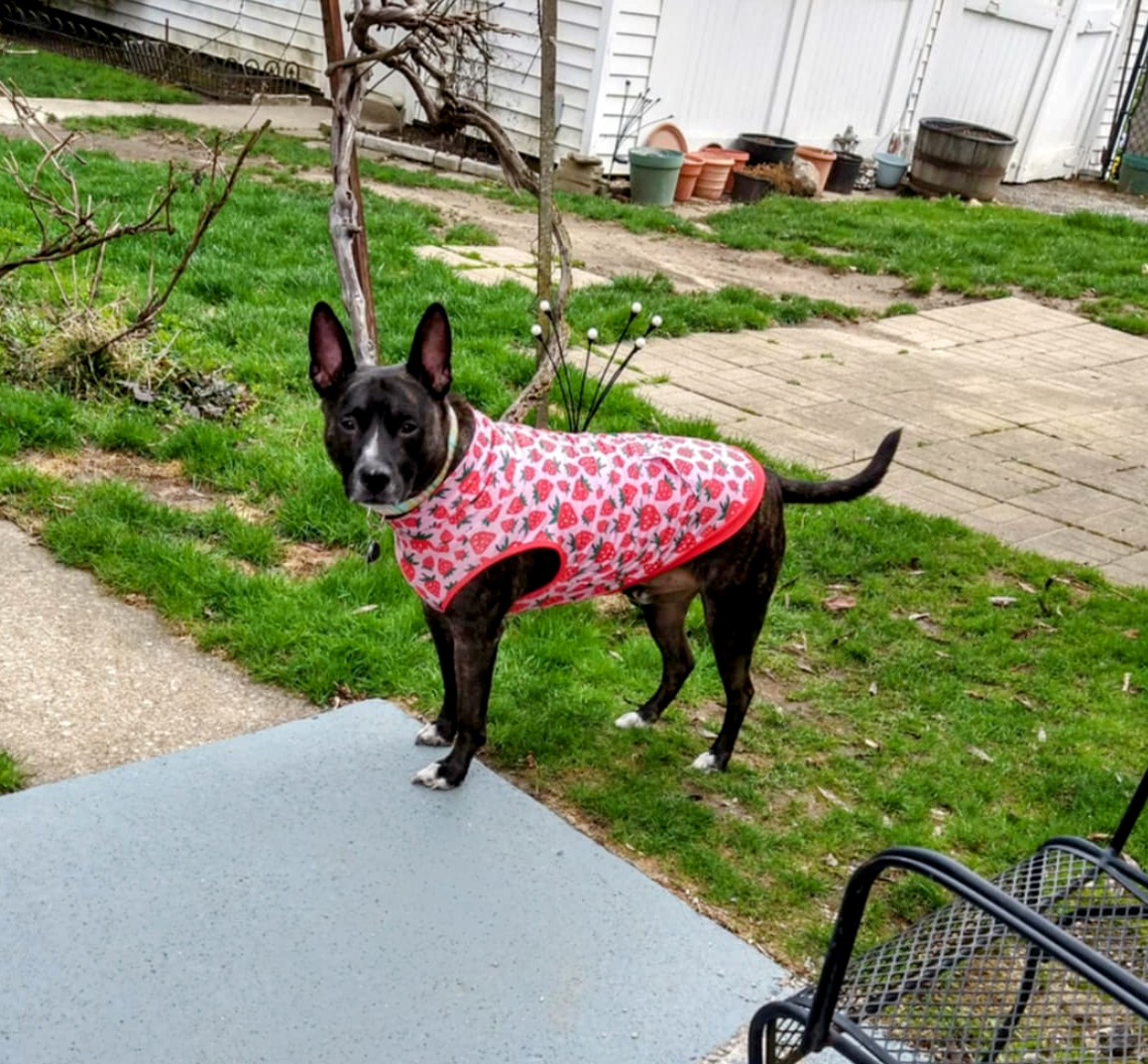 MHenry6120's tweet image. Well pals, its my last day of play for 2 WEEKS! 😭
I met the dogtor today and he's really nice! Surgery is early tomorrow morning and Mama promises to keep you all posted! Thankies for all the well wishes! 🥰