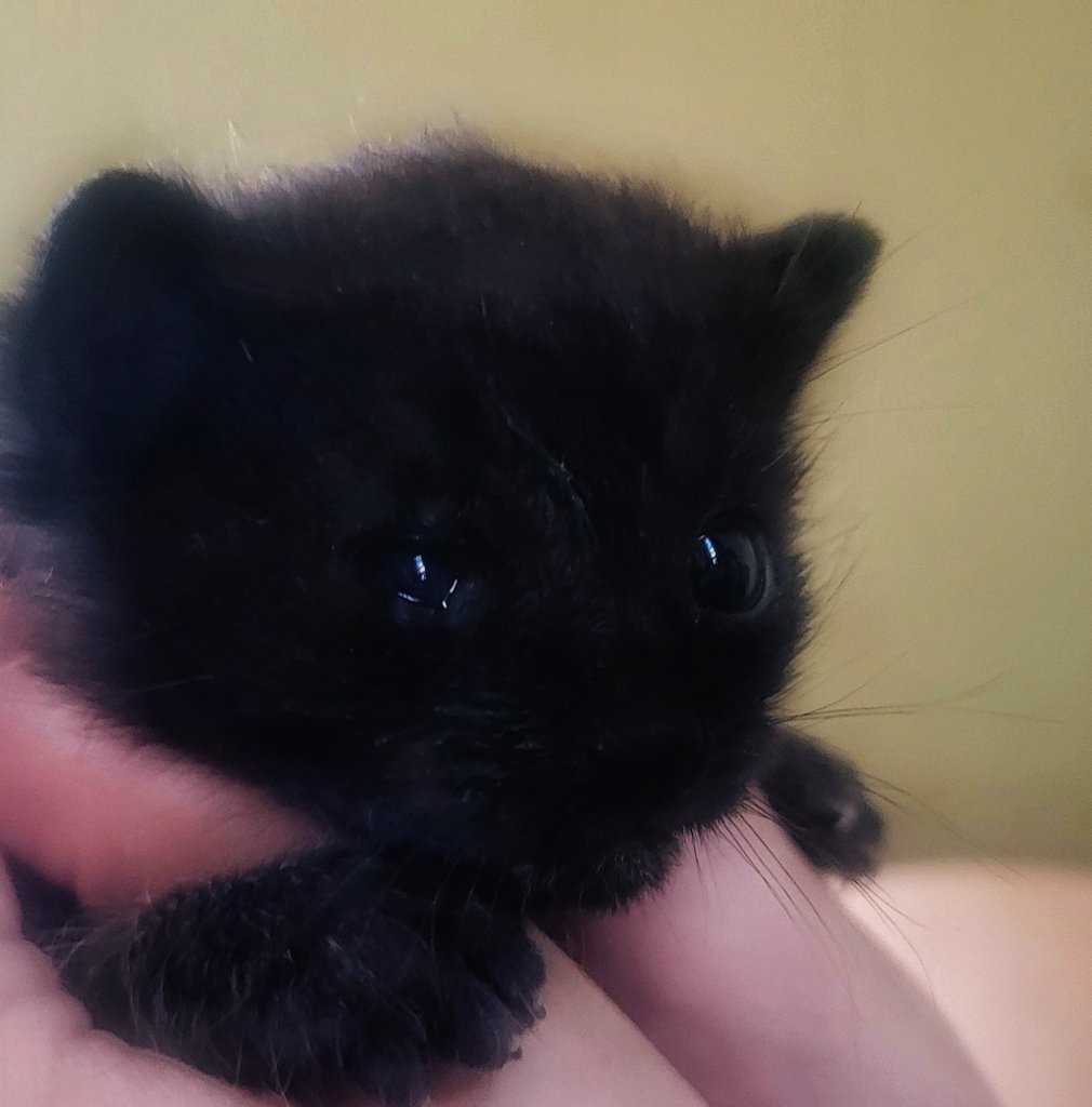 Rosievortwx's tweet image. My cat gave birth to one of the cutest kittens I have ever seen, and its all black. 😭🖤