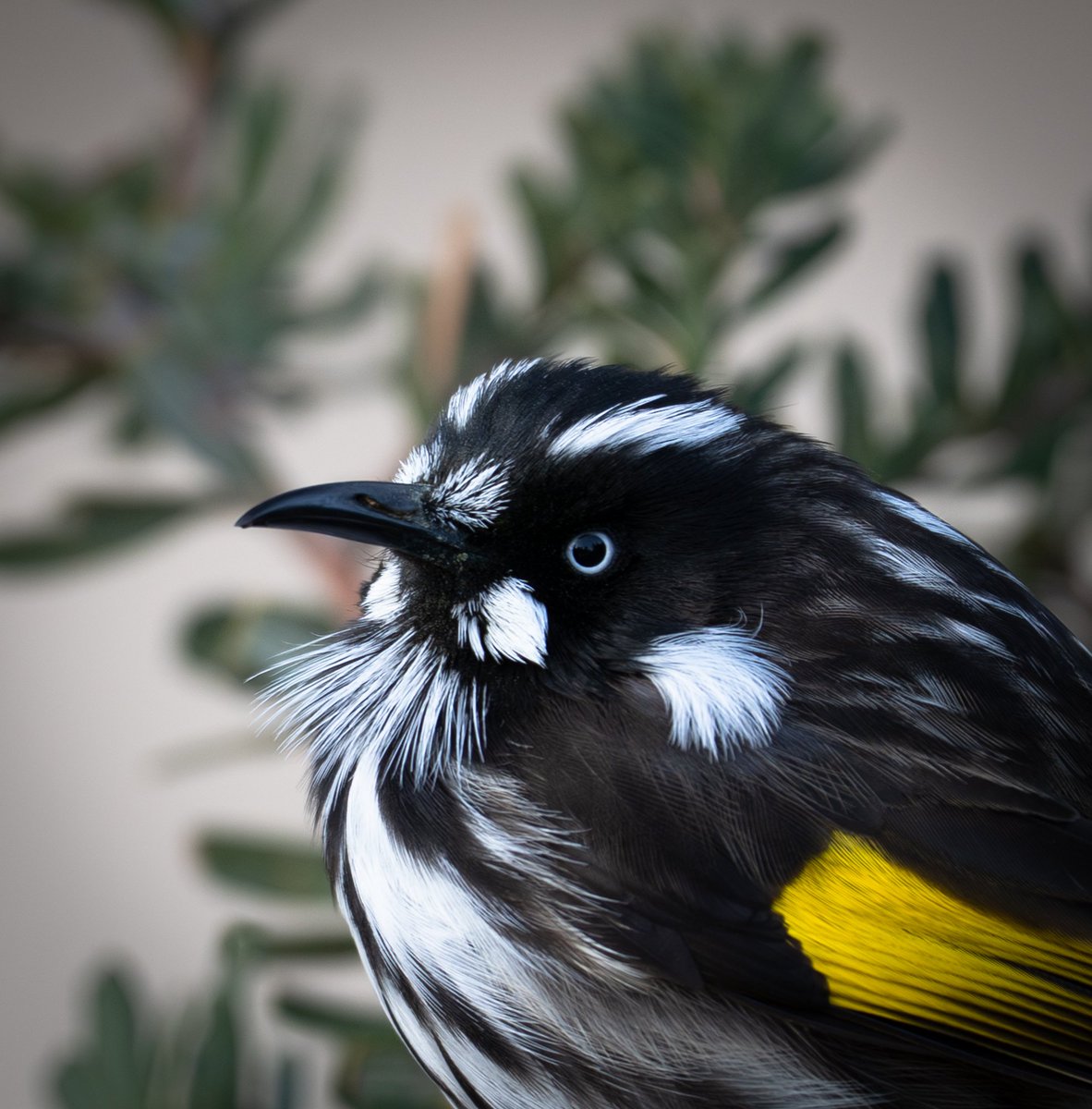 ThingsCanberra's tweet image. New Holland honeyeater- Botanic Gardens