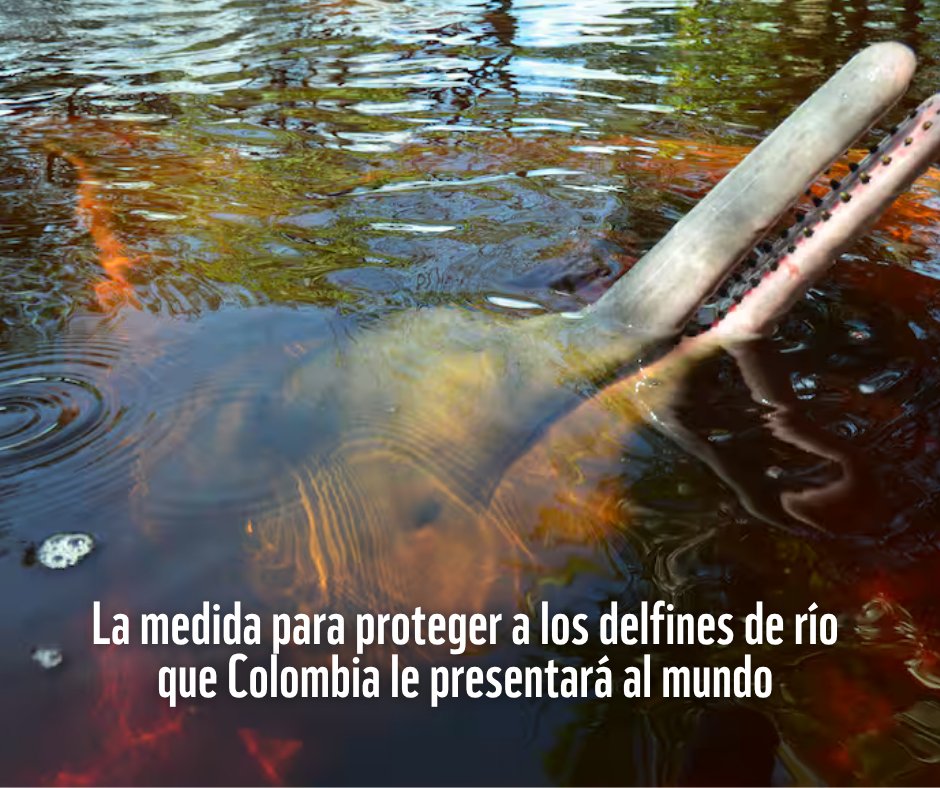 🇿🇼 En Zimbabue, arranca la cumbre que reúne a más de 170 países alrededor de los humedales. Colombia propondrá un camino que ha sido muy exitoso: incluir a los delfines de río en esos planes de conservación. 

De aprobarse, será una medida obligatoria: elespectador.com/ambiente/blog-…