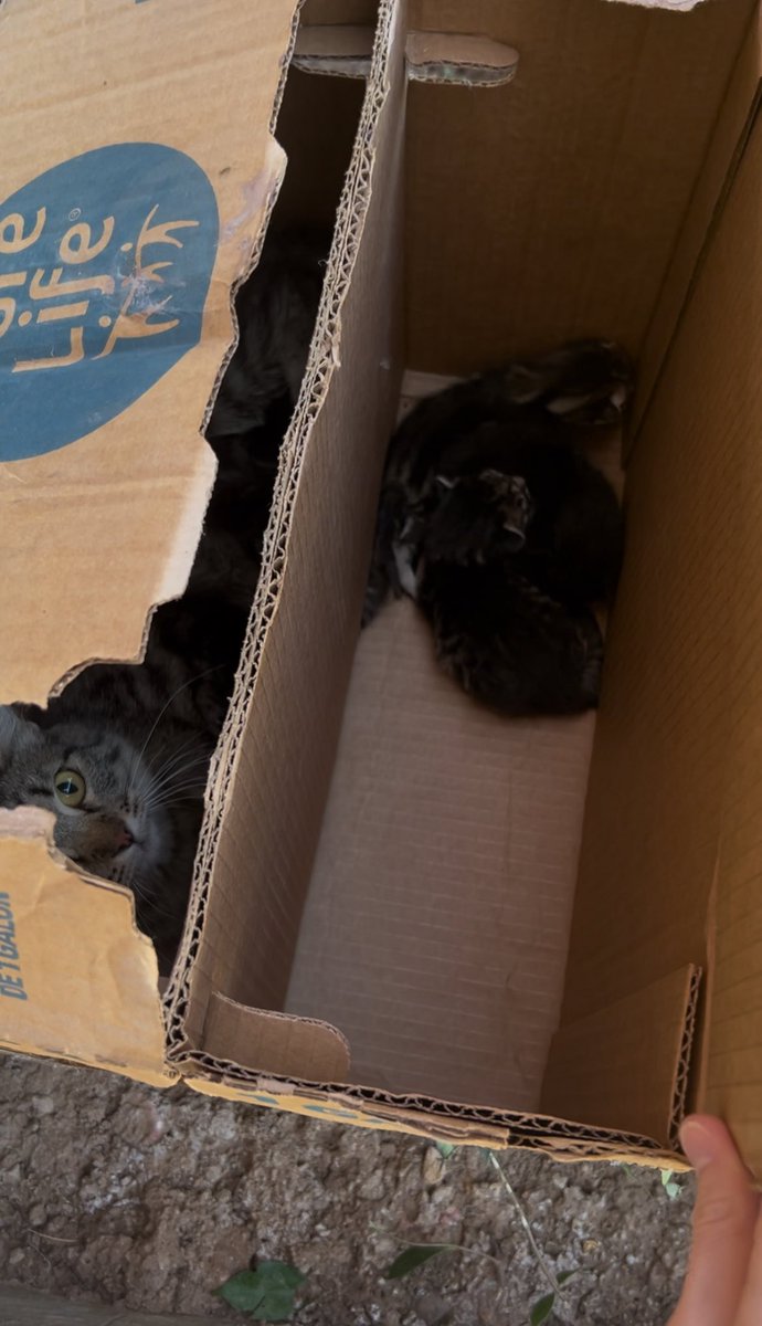 MercedSpca's tweet image. Earlier today, Merced SPCA responded to an urgent call about cats dumped in a taped box in a dumpster at a local school. Now, Momma Brie and her babies are now safe and receiving the care they desperately need.

Please donate: mercedspca.org