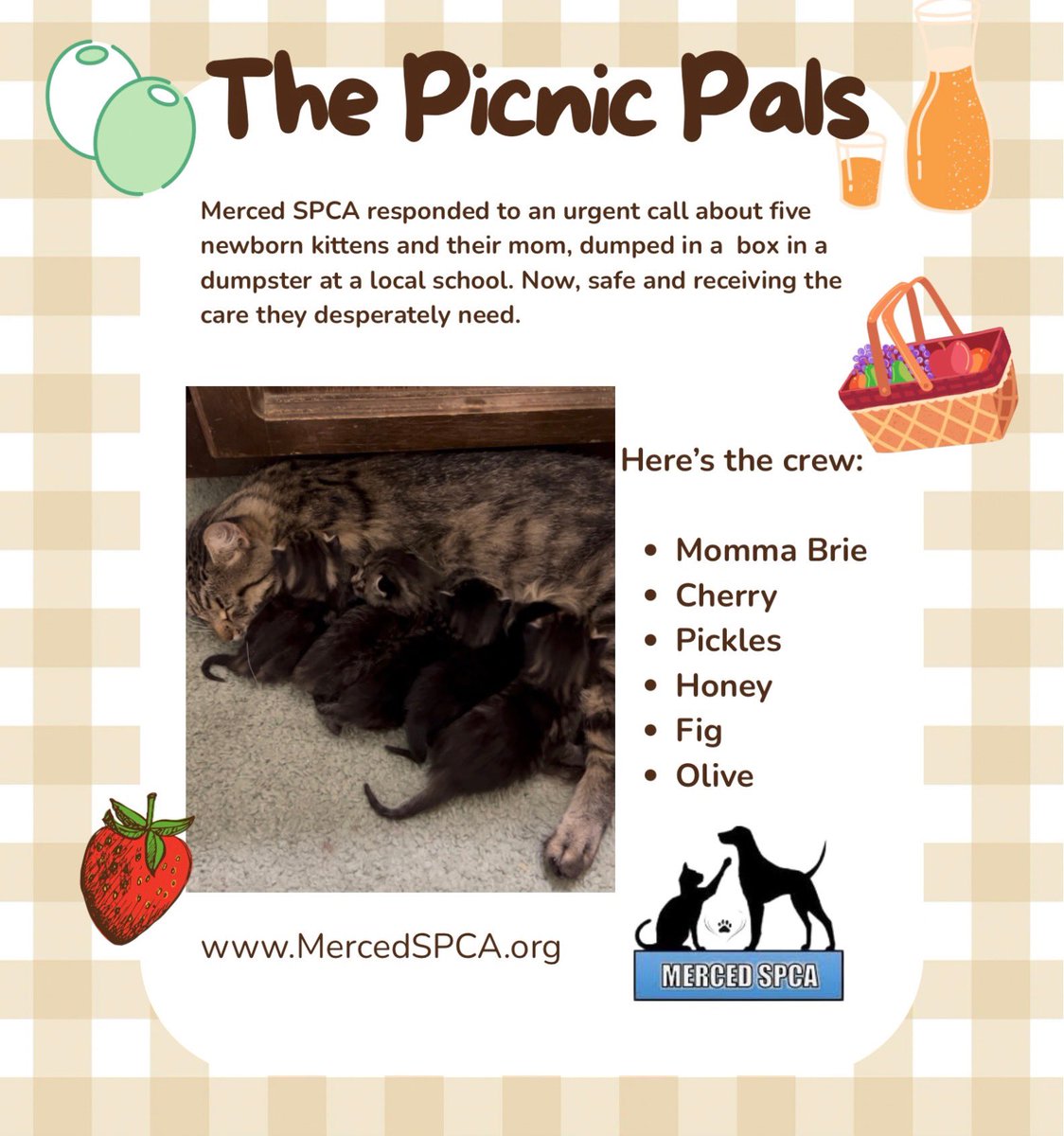 MercedSpca's tweet image. Earlier today, Merced SPCA responded to an urgent call about cats dumped in a taped box in a dumpster at a local school. Now, Momma Brie and her babies are now safe and receiving the care they desperately need.

Please donate: mercedspca.org